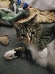 Lost Female Cat last seen Near Kingsway Drive, in Camelot Trailer Park, North Mankato, MN 56003