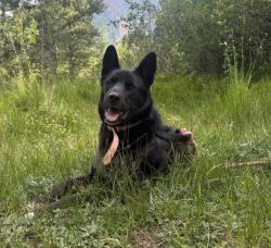 Reunited Female Dog last seen Near East 64th avenue, Commerce City, CO 80022