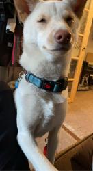 Reunited Male Dog last seen Broadway and Second Ave, Denver, CO 80203