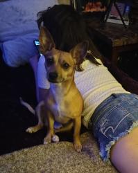 Lost Male Dog last seen Southwest Shreveport, Shreveport, LA 71101