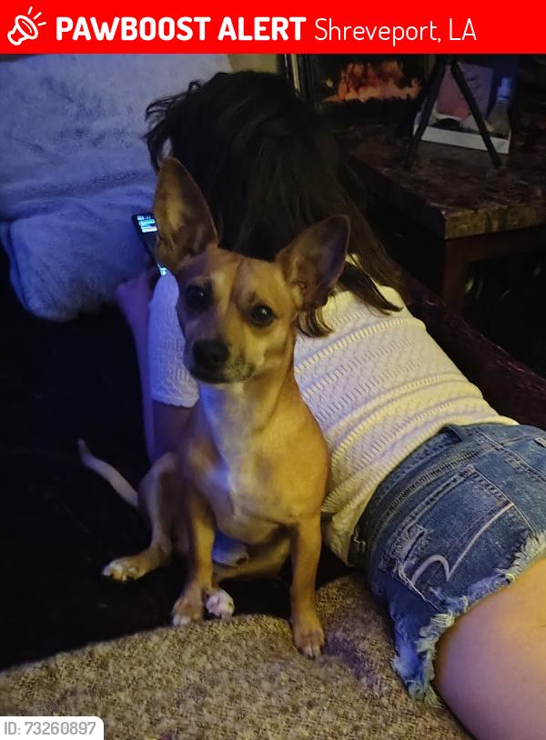 Lost Male Dog last seen Southwest Shreveport, Shreveport, LA 71101