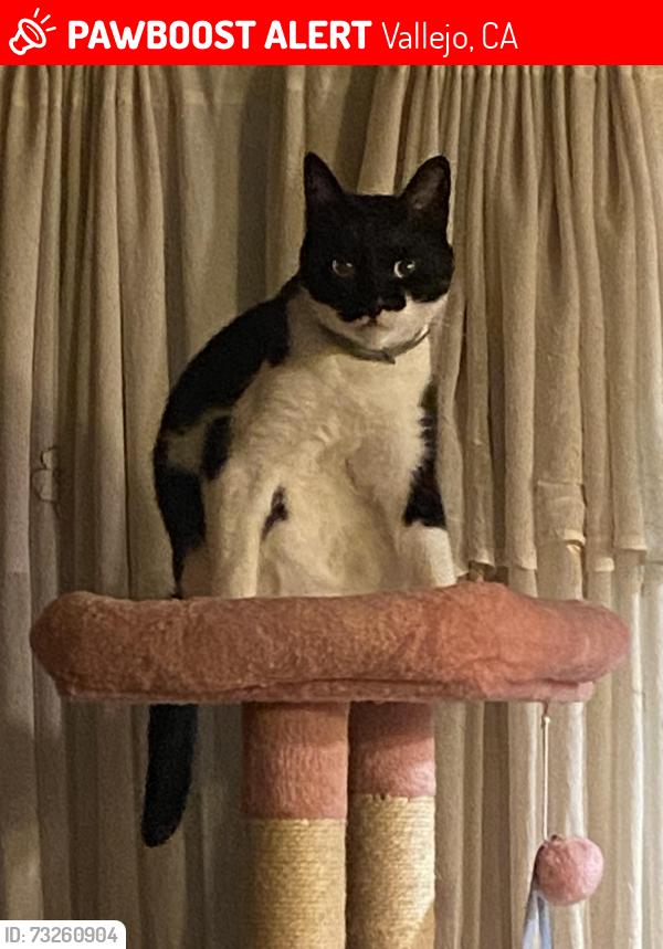 Lost Male Cat last seen Tennessee St & Redwood St, Parkhaven, Masonic, (Uphill and downhill), Vallejo, CA 94591