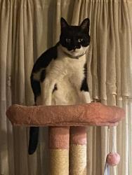 Lost Male Cat last seen Tennessee St & Redwood St, Parkhaven, Masonic, (Uphill and downhill), Vallejo, CA 94591