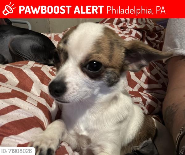Lost Male Dog last seen Brown, Philadelphia, PA 19130