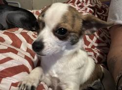 Lost Male Dog last seen Brown, Philadelphia, PA 19130