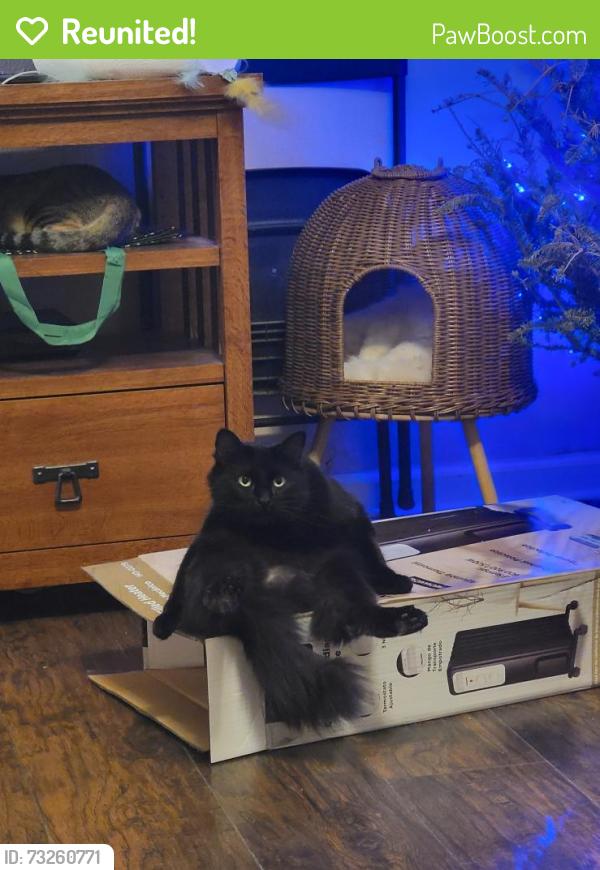 Reunited Female Cat last seen Woolworth and Larimer, Houston, TX 77020