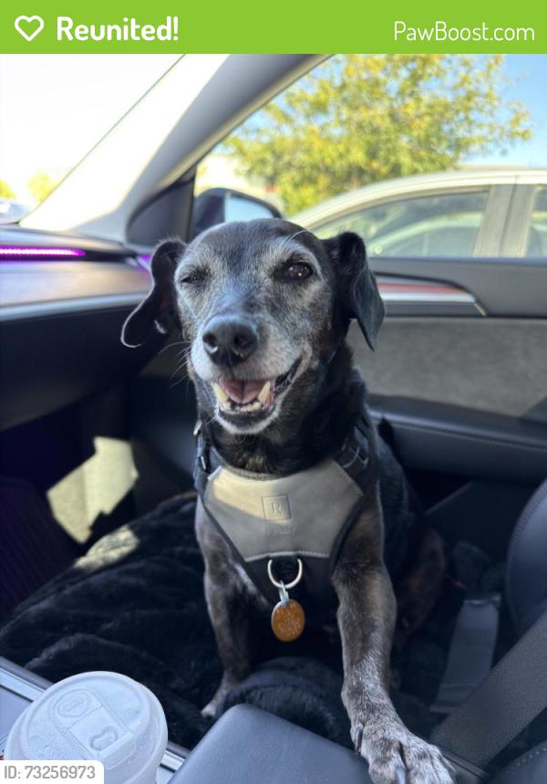 Reunited Male Dog last seen Near Vía Blanca, San Jose, CA 95139, USA, San Jose, CA 95139