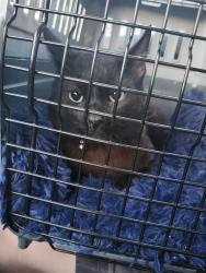 Found/Stray Male Cat last seen Tudor and baxter, Anchorage, AK 99507