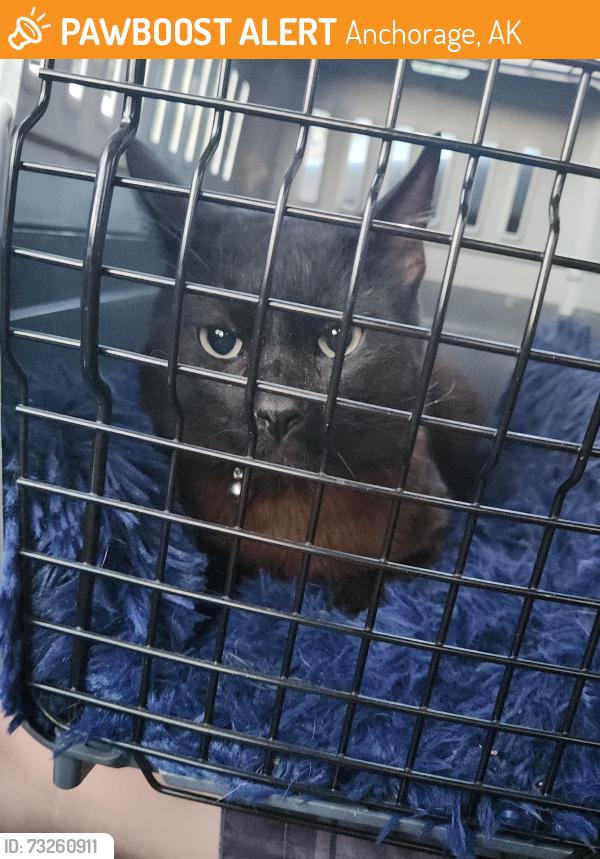 Found/Stray Male Cat last seen Tudor and baxter, Anchorage, AK 99507