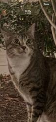 Found/Stray Unknown Cat last seen Seabridge and Beach Blvd, Huntington Beach, CA 92648