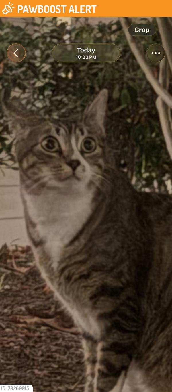 Found/Stray Unknown Cat last seen Seabridge and Beach Blvd, Huntington Beach, CA 92648