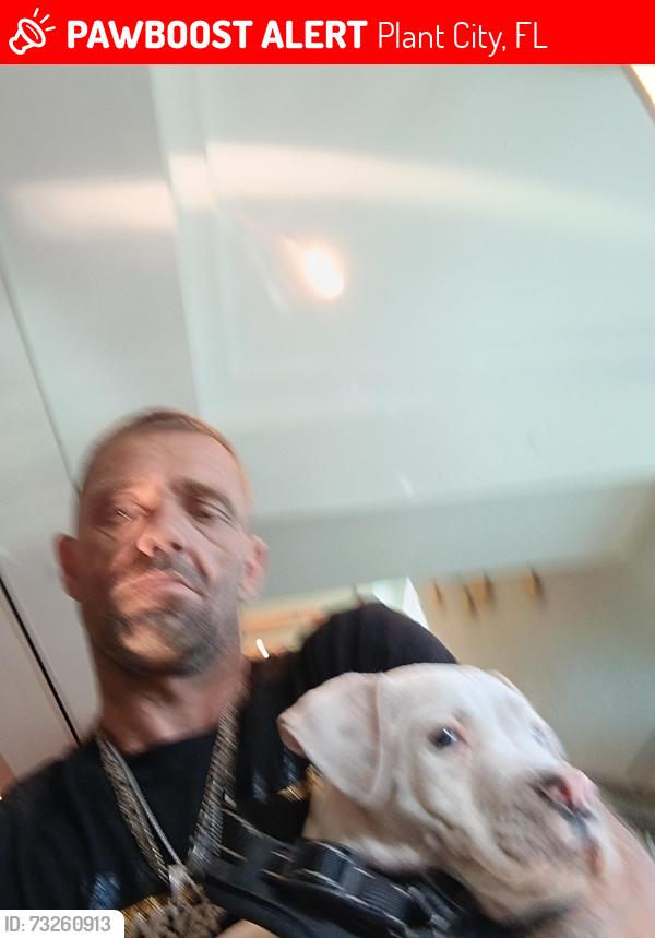 Lost Male Dog last seen Turkey creek rd and durant rd, Plant City, FL 33567