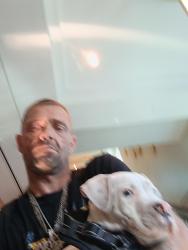 Lost Male Dog last seen Turkey creek rd and durant rd, Plant City, FL 33567