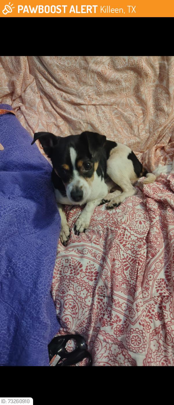 Found/Stray Male Dog last seen South Side Church of Christ on Trimmier road, Killeen, TX 76541
