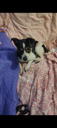Found/Stray Male Dog last seen South Side Church of Christ on Trimmier road, Killeen, TX 76541