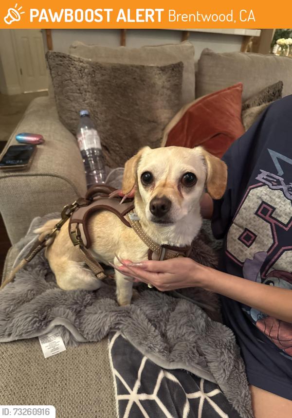 Found/Stray Female Dog last seen AMPM gasoline station Balfour Rd, Brentwood, CA 94513