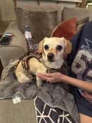 Found/Stray Female Dog last seen AMPM gasoline station Balfour Rd, Brentwood, CA 94513