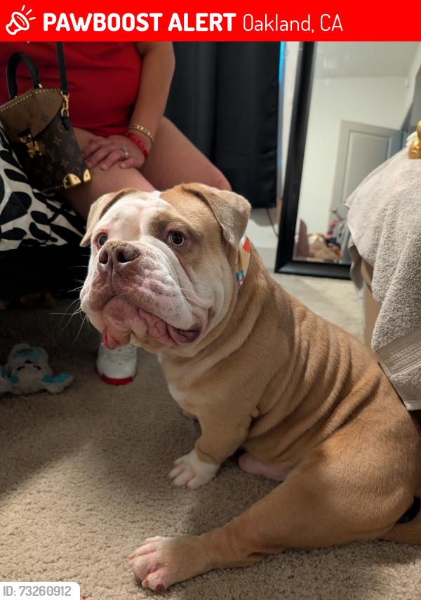Lost Male Dog last seen Coolidge, Oakland, CA 94601