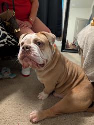 Lost Male Dog last seen Coolidge, Oakland, CA 94601