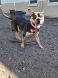 Shelter Stray Male Dog last seen Coliesum BART station, Oakland, CA, 1101 29th Ave, Oakland, CA 94601, USA