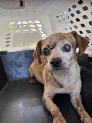 Shelter Stray Male Dog last seen S Gonser St & S Bliss Ave, Laton Zone Fresno CO 3 93242, CA, 1510 W Dan Ronquillo Dr, Fresno, CA 93706, USA