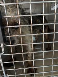 Shelter Stray Male Dog last seen S Gonser St & S Bliss Ave, Laton Zone Fresno CO 3 93242, CA, 1510 W Dan Ronquillo Dr, Fresno, CA 93706, USA