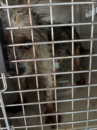 Shelter Stray Male Dog last seen S Gonser St & S Bliss Ave, Laton Zone Fresno CO 3 93242, CA, 1510 W Dan Ronquillo Dr, Fresno, CA 93706, USA