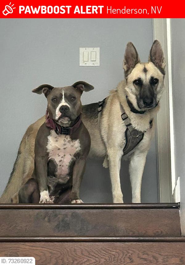 Lost Male Dog last seen Near Cavos way, Henderson, NV 89014