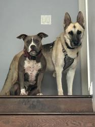 Lost Male Dog last seen Near Cavos way, Henderson, NV 89014