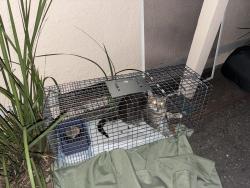 Reunited Male Cat last seen Villa and Mariposa, Mountain View, CA 94041