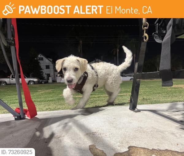 Found/Stray Female Dog last seen Found running around at the park with no harness, El Monte, CA 91732