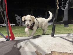 Found/Stray Female Dog last seen Found running around at the park with no harness, El Monte, CA 91732