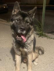 Found/Stray Male Dog last seen N 12th st lebanon pa, Lebanon, PA 17046