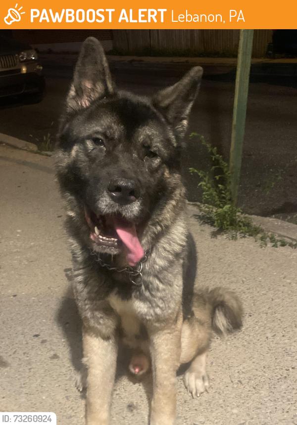 Found/Stray Male Dog last seen N 12th st lebanon pa, Lebanon, PA 17046