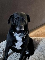 Reunited Female Dog last seen Constituon park housing, Lake Stevens, WA 98258