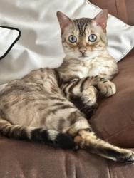 Lost Male Cat last seen Middlefield rd, Bristol rd, Wiltshire, England 
