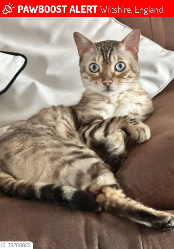 Lost Male Cat last seen Middlefield rd, Bristol rd, Wiltshire, England 