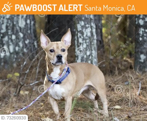Found/Stray Unknown Dog last seen Alley between Wilshire/California and 2nd/3rd, Santa Monica, CA 90403