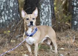 Found/Stray Unknown Dog last seen Alley between Wilshire/California and 2nd/3rd, Santa Monica, CA 90403