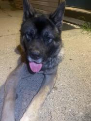 Lost Male Dog last seen found him at 8th st, Lebanon, PA 17046
