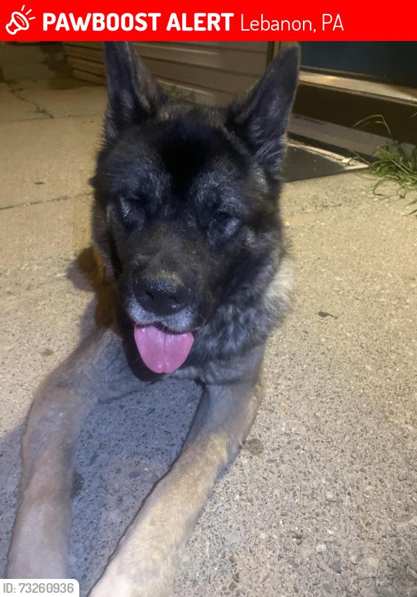 Lost Male Dog last seen found him at 8th st, Lebanon, PA 17046