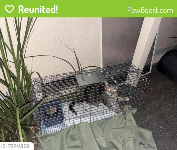 Reunited Male Cat last seen Villa and Mariposa, Mountain View, CA 94041