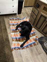 Reunited Female Dog last seen Harbor blvd and Rice ave, West Sacramento, CA 95691
