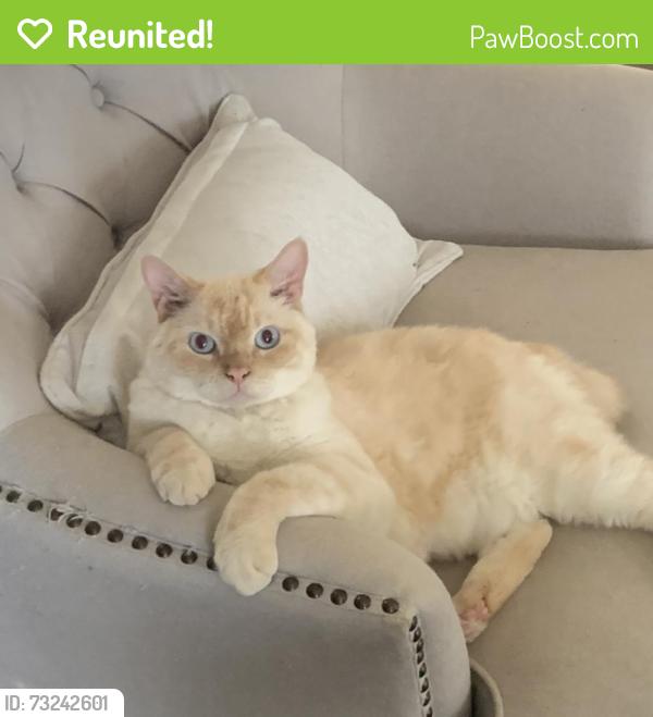 Reunited Male Cat last seen Sunrise Drive and Wynn Joyce, Garland, TX 75043