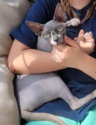 Reunited Female Cat last seen Addictive Apparel, Everett, PA 15537