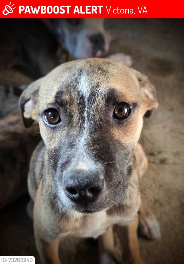 Lost Female Dog last seen Unsure, Victoria, VA 23974