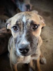Lost Female Dog last seen Unsure, Victoria, VA 23974
