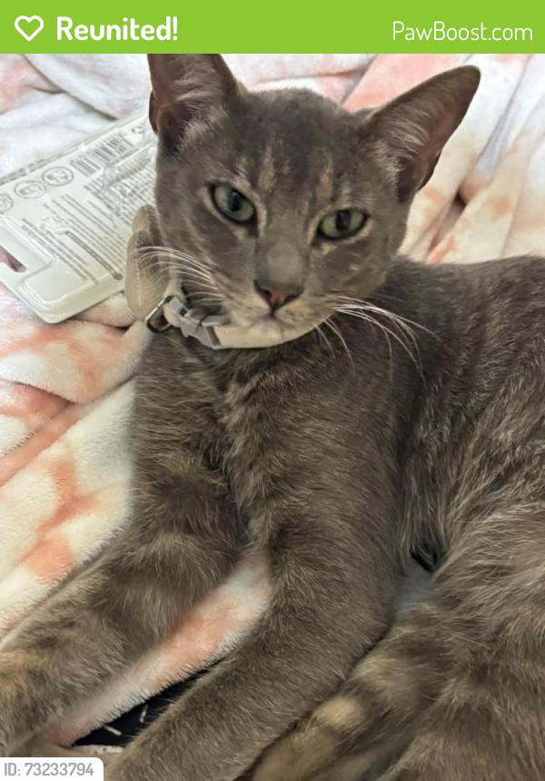 Reunited Male Cat last seen Martín ángel esquina con Tomasa Estevez, San Luis Potosí, S.L.P. 78233