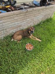 Found/Stray Female Dog last seen Glenhurst Dr and Belbay St, Houston, TX 77033