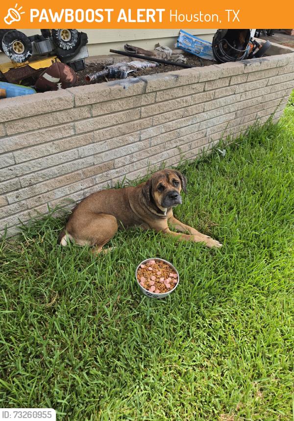 Found/Stray Female Dog last seen Glenhurst Dr and Belbay St, Houston, TX 77033